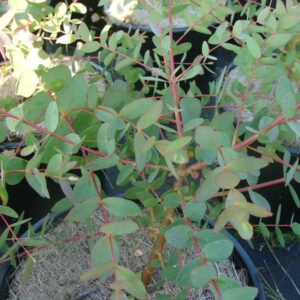 Eucalyptus parvifolia (p11)