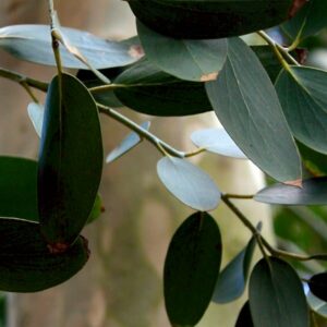 Eucalyptus pauciflora ssp debeuzevillei (p11)