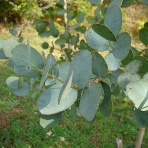 Eucalyptus gunnii ssp divaricata (p11)