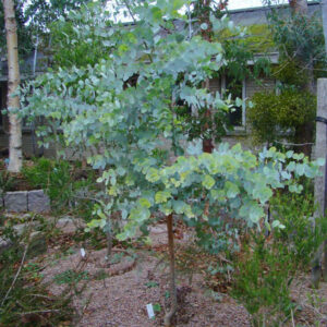 Eucalyptus rubida (p11)