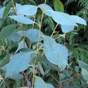 Eucalyptus stellulata (p11)