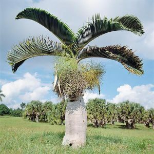 SEEDS: PALMS AND PALM FERNS