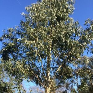 Eucalyptus viminalis (P11)